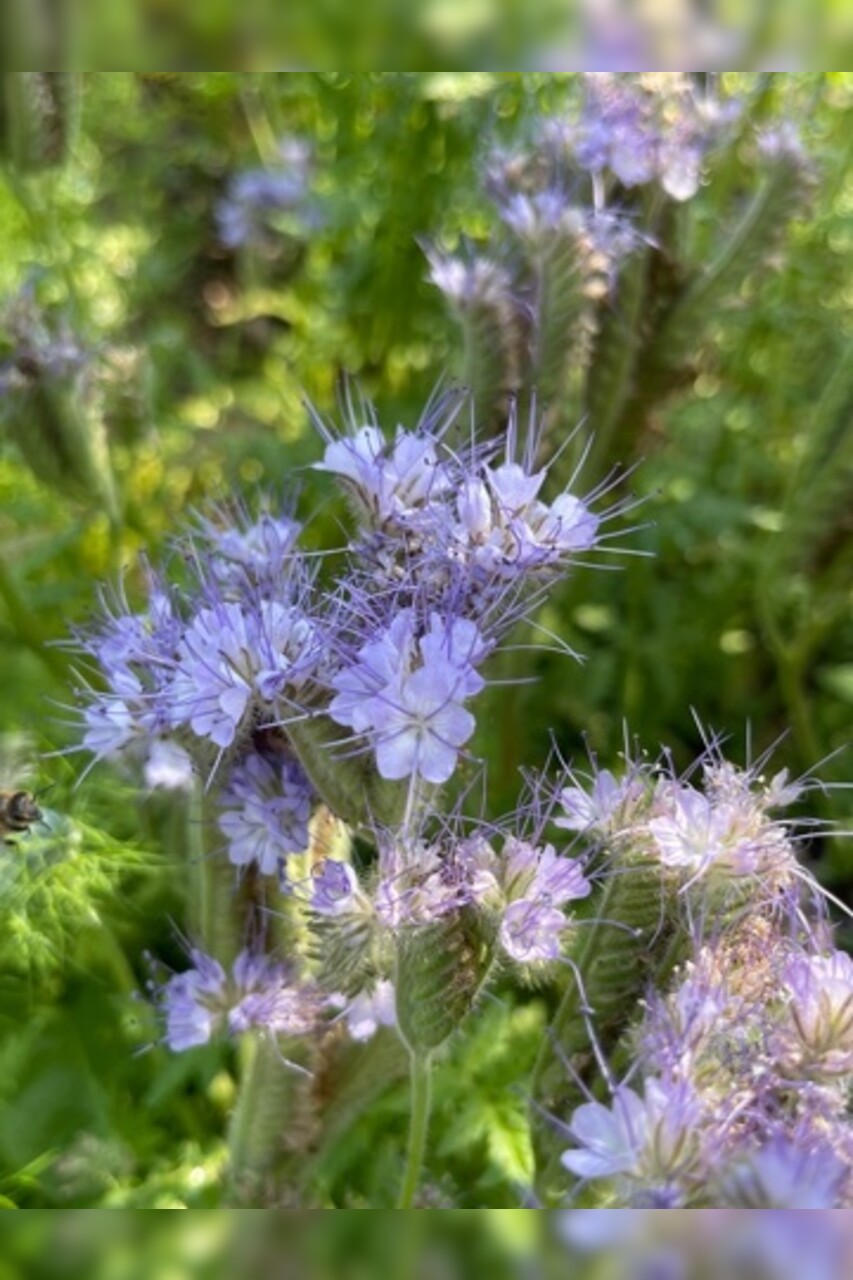 "Phacelia" -BIO-Blumensamen [samenfest]