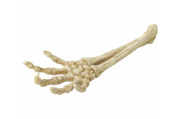Aqua Della Skeleton Hand