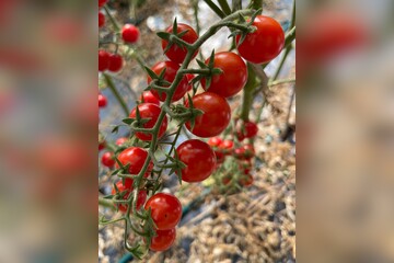 Tomate "Zuckertraube" - BIO-Tomatensamen [samenfest]