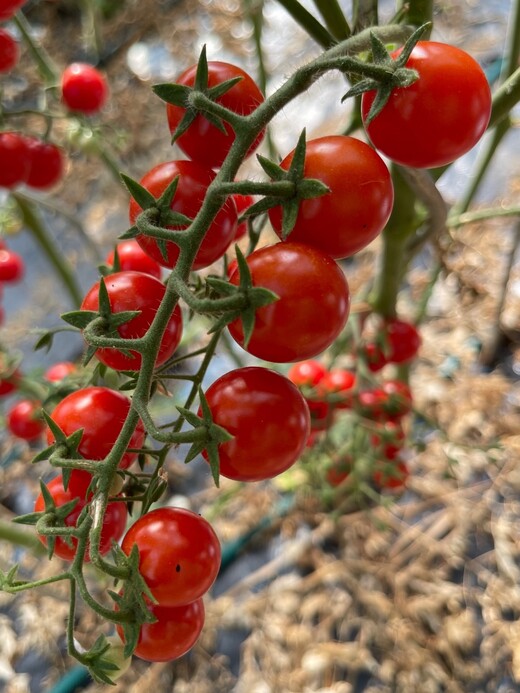 Tomate "Zuckertraube" - BIO-Tomatensamen [samenfest]