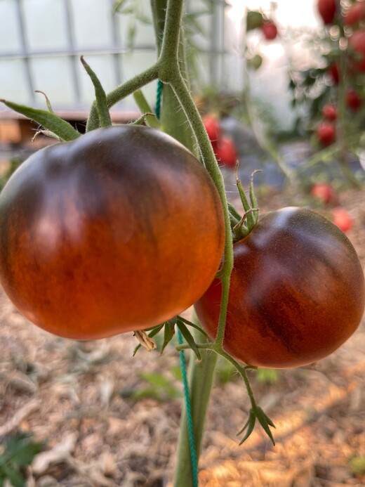 Tomate "Blaue Ananas" - BIO-Tomatensorte [samenfest]