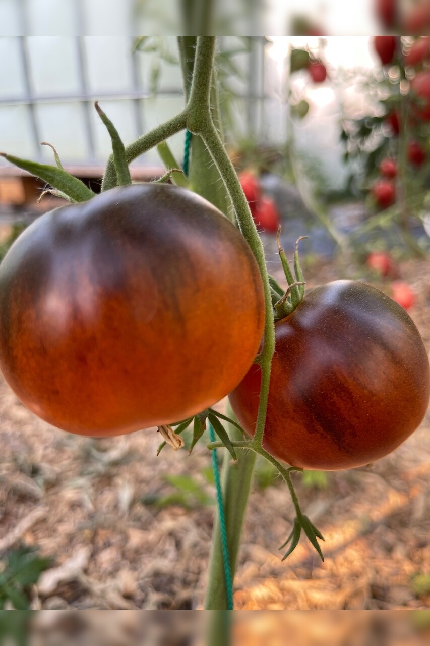 Tomate "Blaue Ananas" - BIO-Tomatensorte [samenfest]