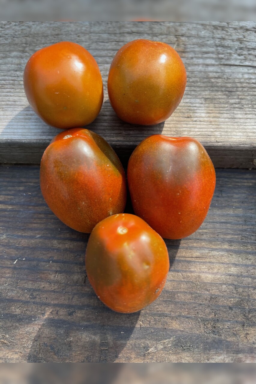 Tomate "Black Plum" - Tomatensamen [samenfest]