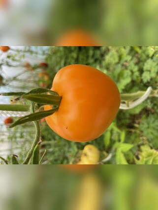 Tomate