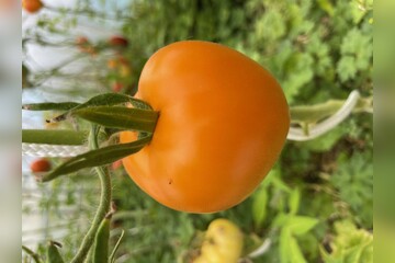 Tomate