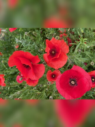 Blumen