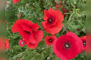 Blumen