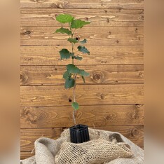 Trüffelbaum "Baumhasel"