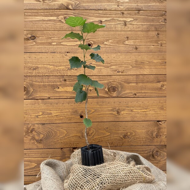 Trüffelbaum "Baumhasel"