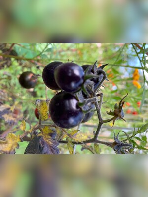 schwarze Tomate