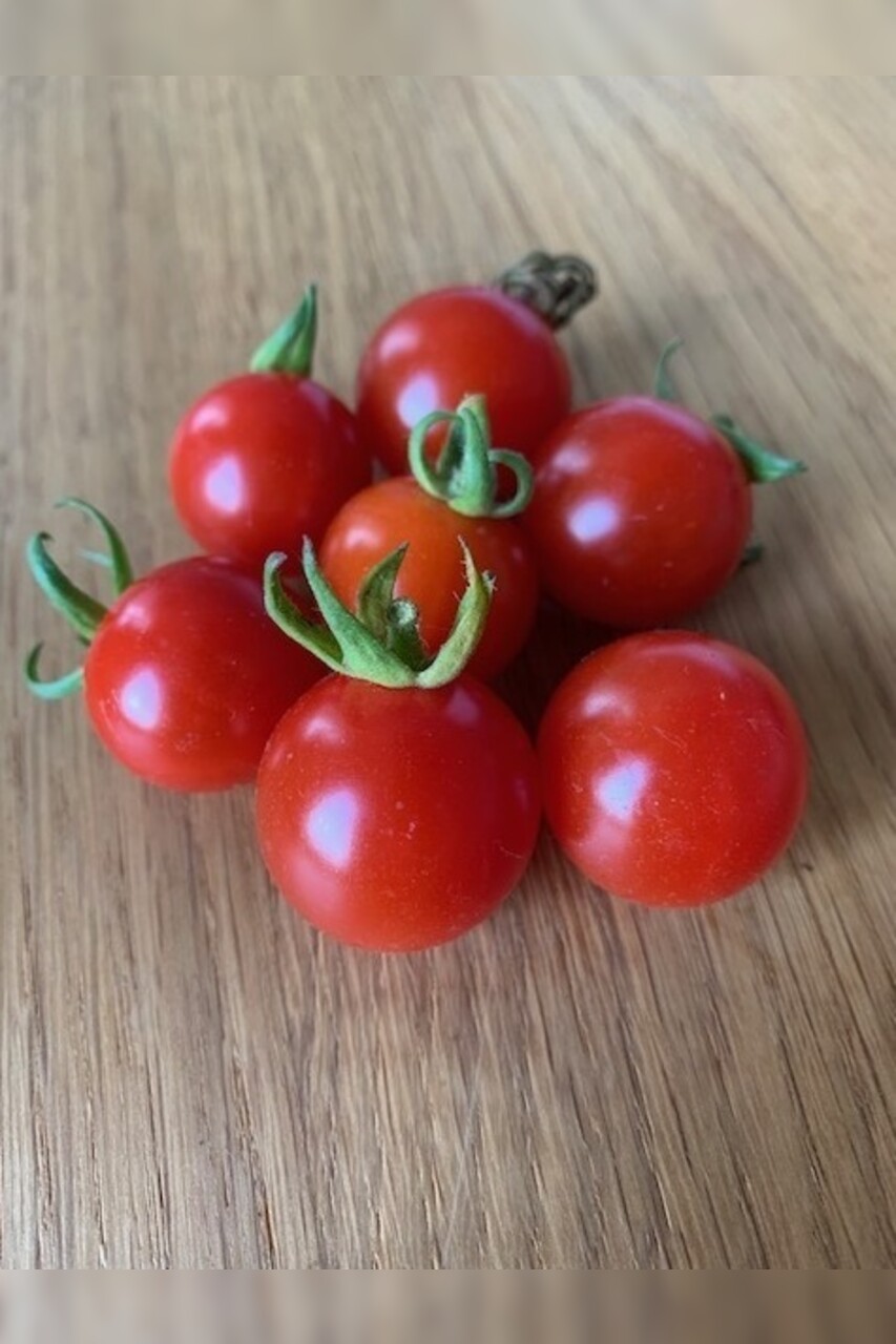 Tomate "Dicks Cherry" - BIO-Tomatensorte [samenfest]