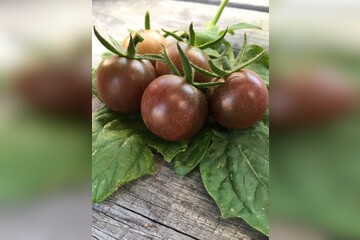 Tomate "Black Cherry" - BIO-Tomatensorte [samenfest]