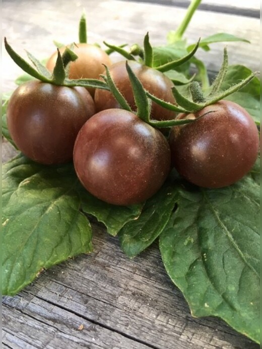 Tomate "Black Cherry" - BIO-Tomatensorte [samenfest]