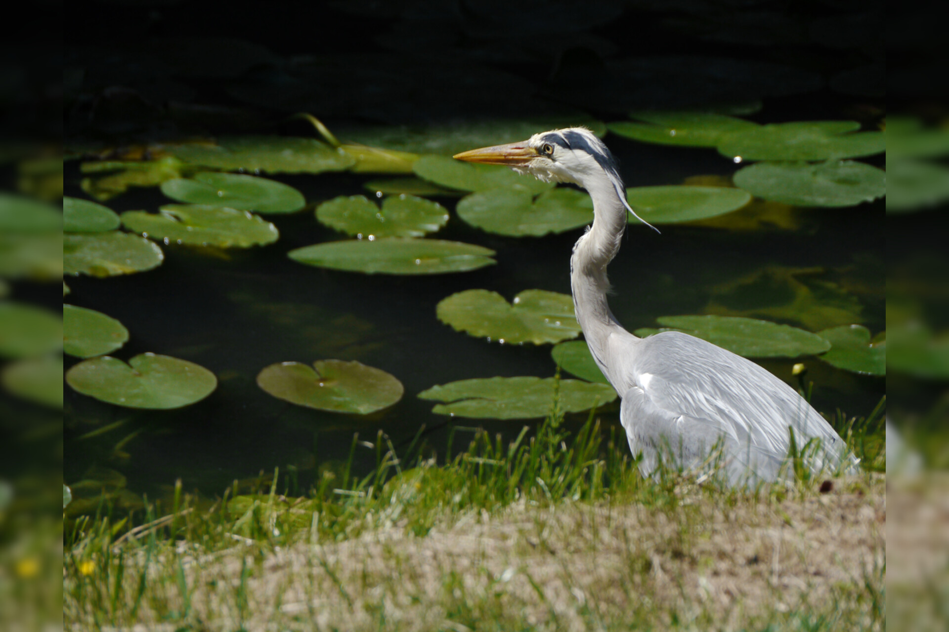 Fotokurs mit Fototour: Schloß & Tiergarten