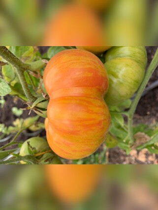 Tomate