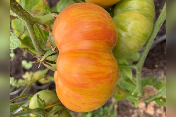 Tomate