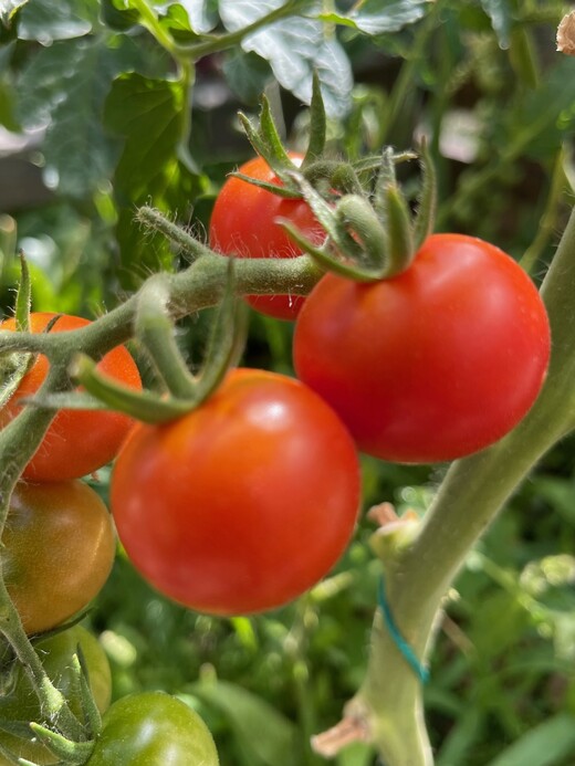 Tomate "Zuckertraube" - BIO-Tomatensamen [samenfest]