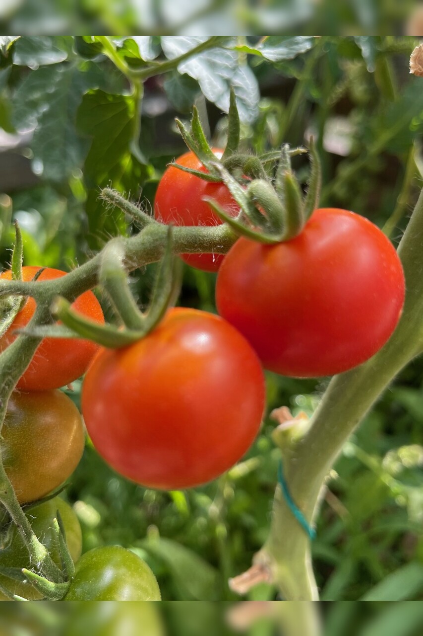 Tomate "Zuckertraube" - BIO-Tomatensamen [samenfest]