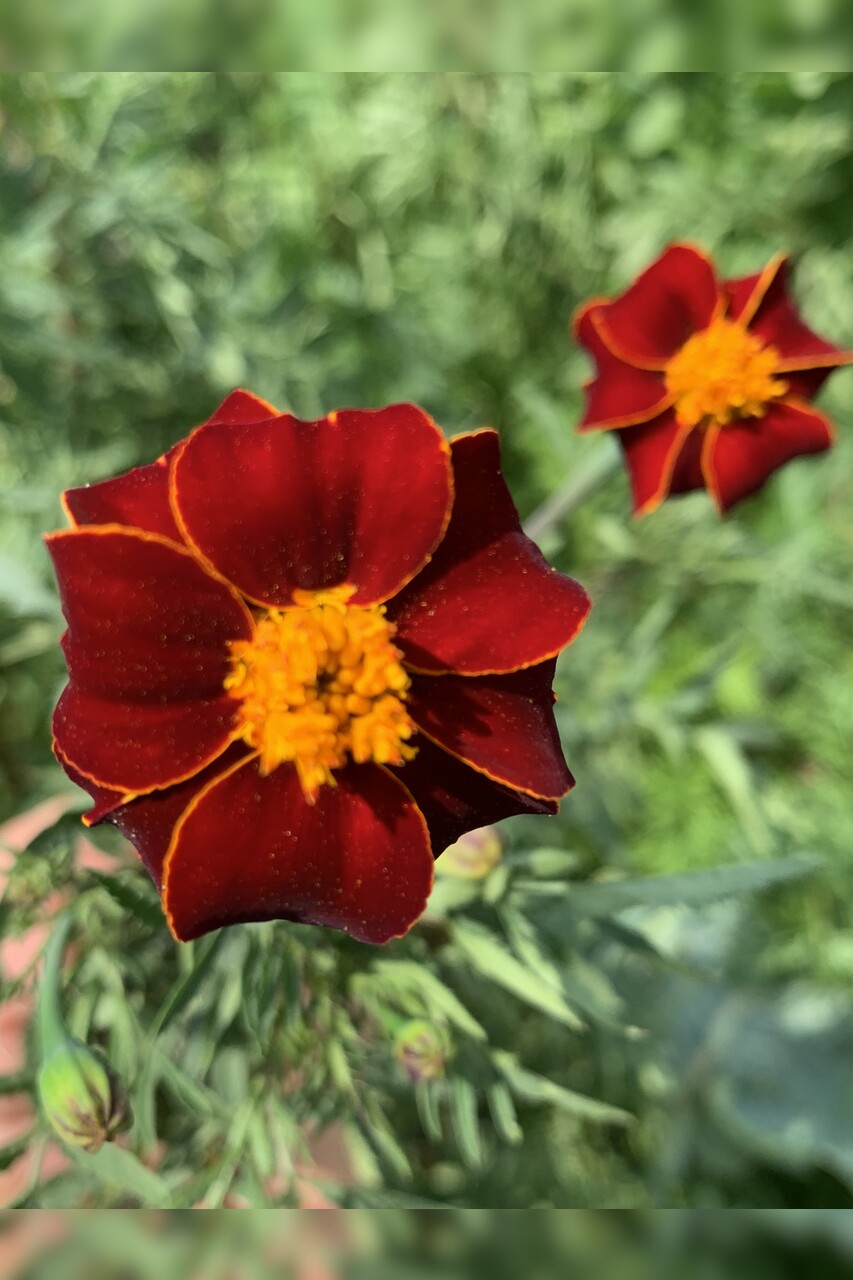 "Tagetes" - BIO-Blumensamen [samenfest]