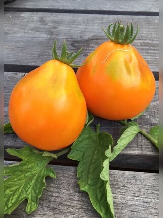 Tomate "Japanische Birne" - Tomatensamen (samenfest)