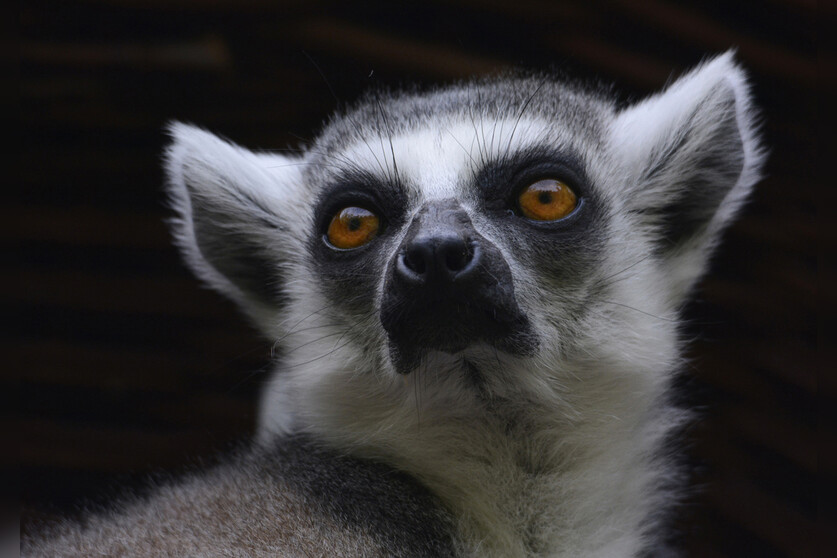 Fotokurs mit Fototour: Allwetter-Zoo