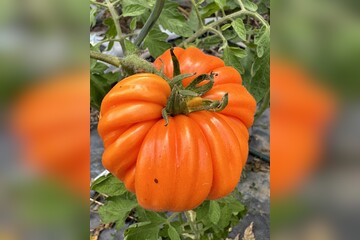 Tomate "Accordion Orange" - BIO-Tomatensorte [samenfest]