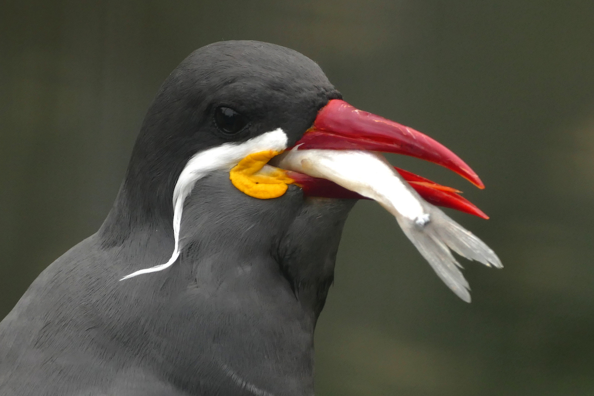 Fotokurs mit Fototour: Zoo