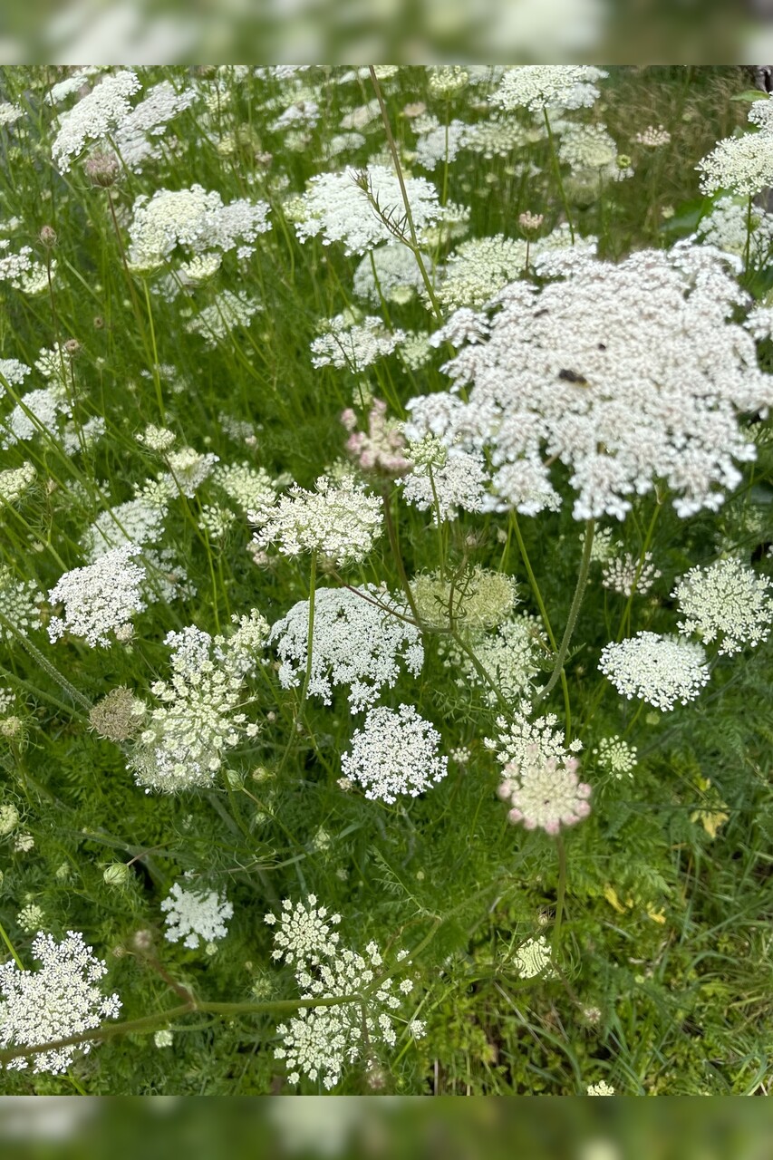 "wilde Möhre" - BIO-Blumensamen [samenfest]