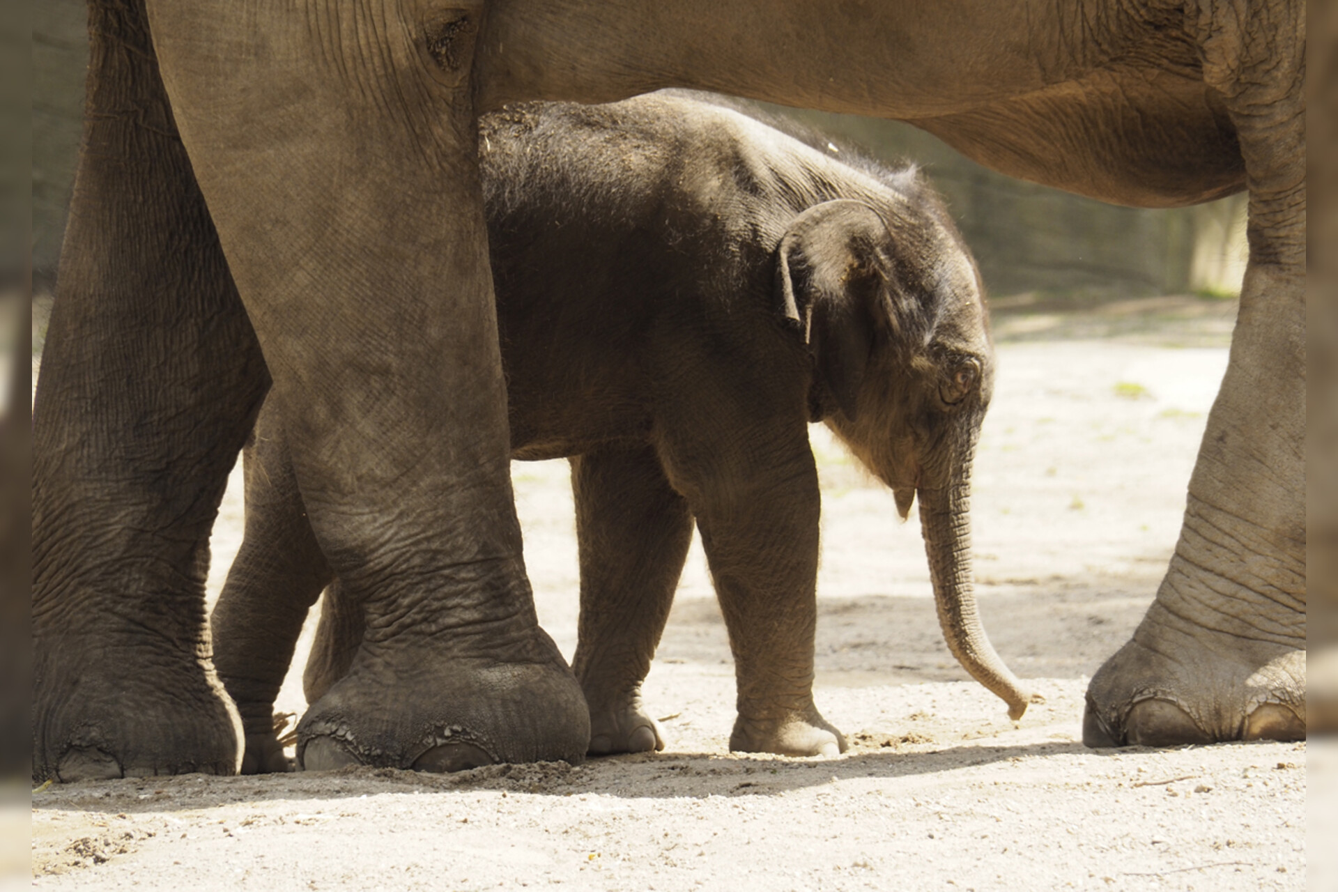 Fotokurs mit Fototour: Tierpark Hagenbeck