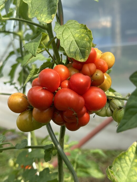 Tomate "Reisetomate" - BIO-Tomatensorte [samenfest]