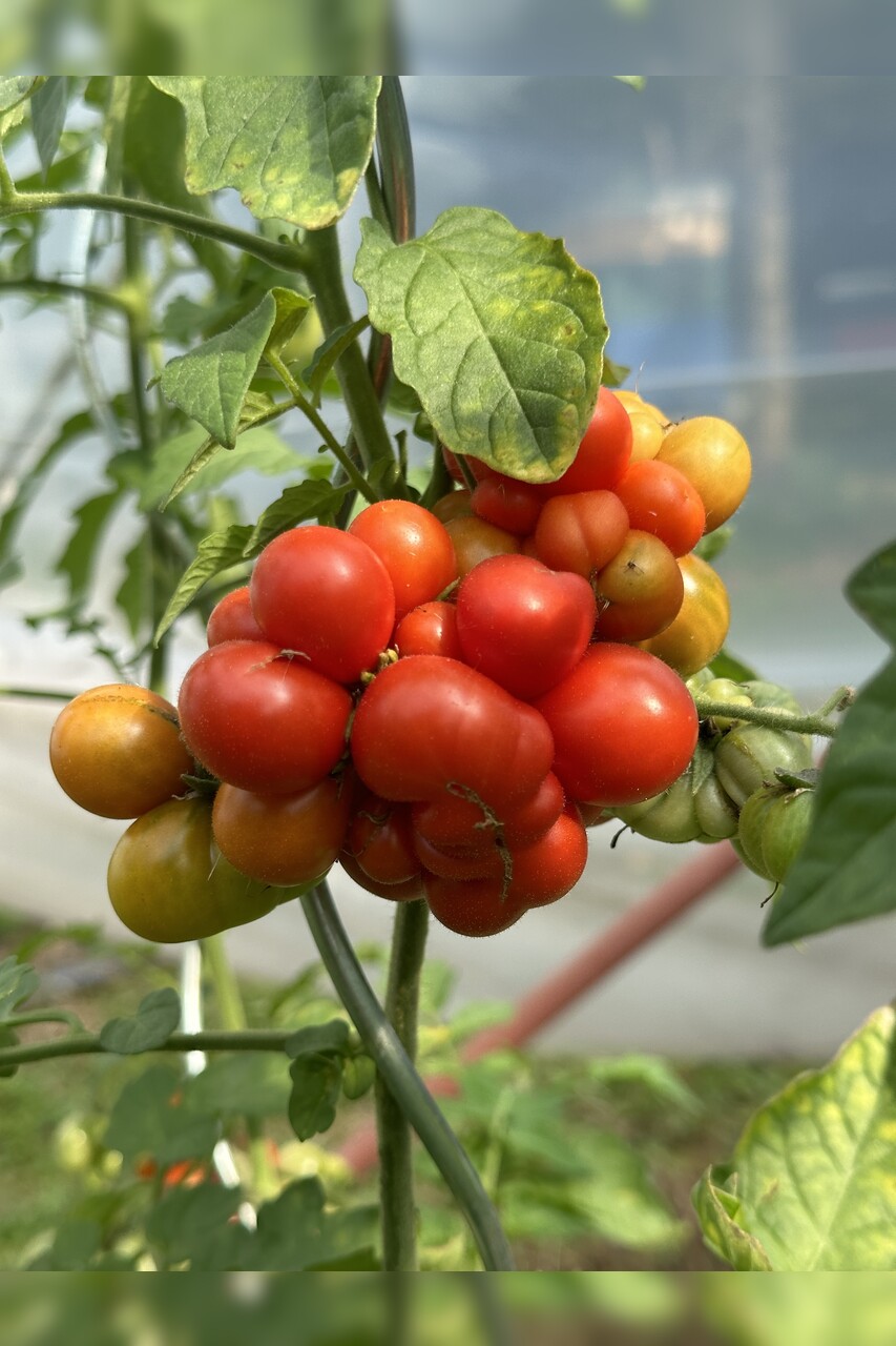 Tomate "Reisetomate" - BIO-Tomatensorte [samenfest]