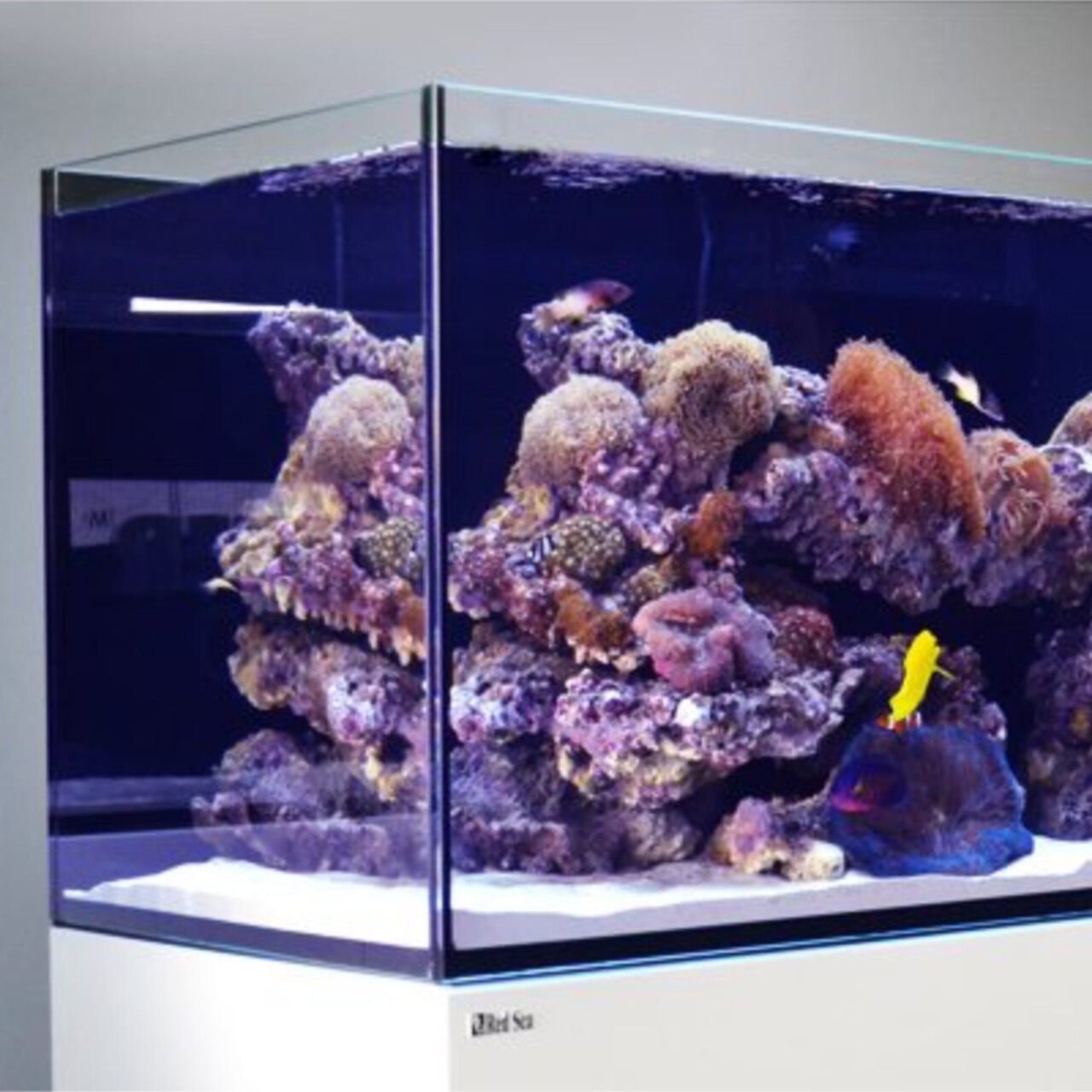 Red Sea Reefer 900 G2+ Deluxe weiss