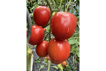 Tomate "De Berao rot" - BIO-Tomatensorte [samenfest]