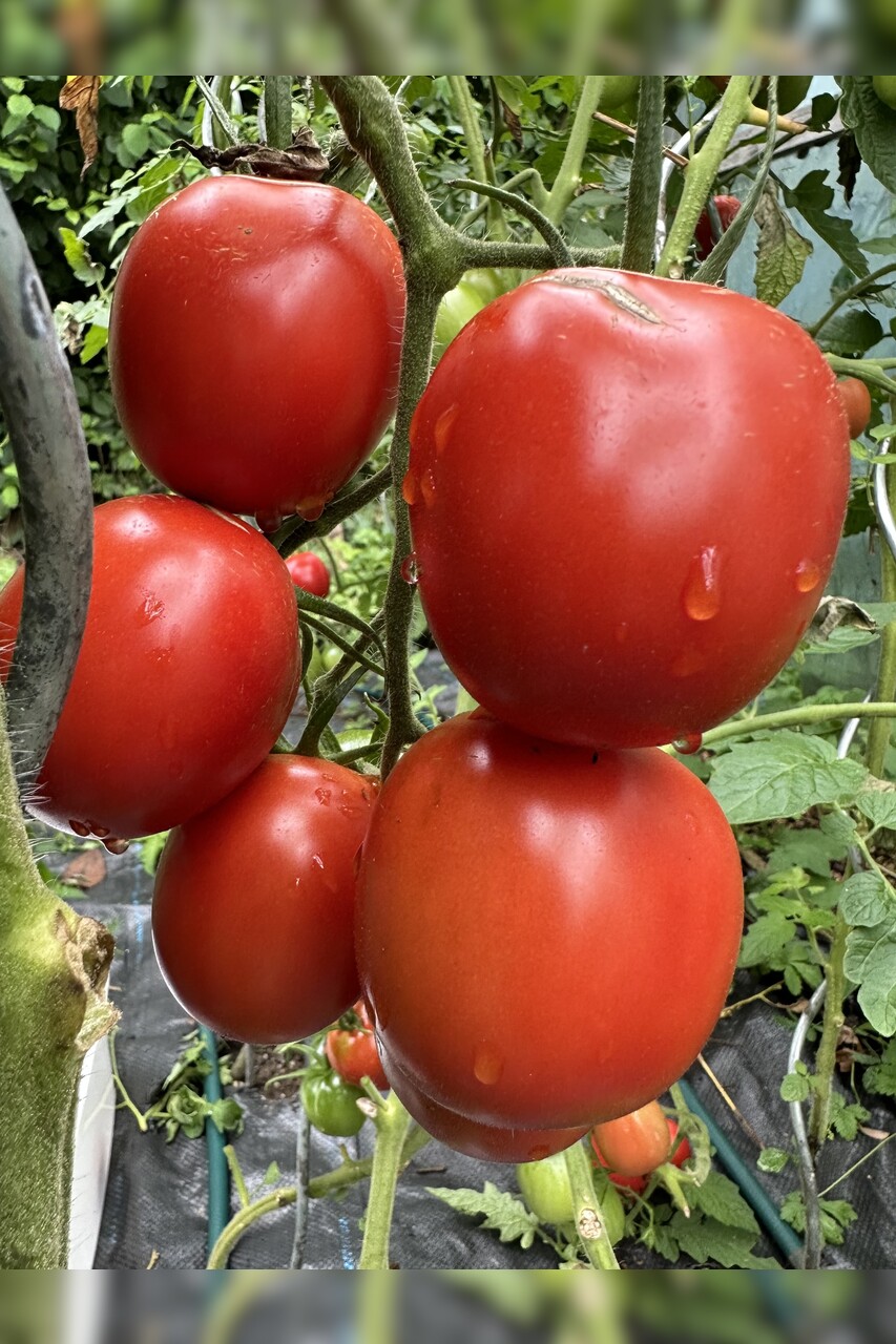 Tomate "De Berao rot" - BIO-Tomatensorte [samenfest]