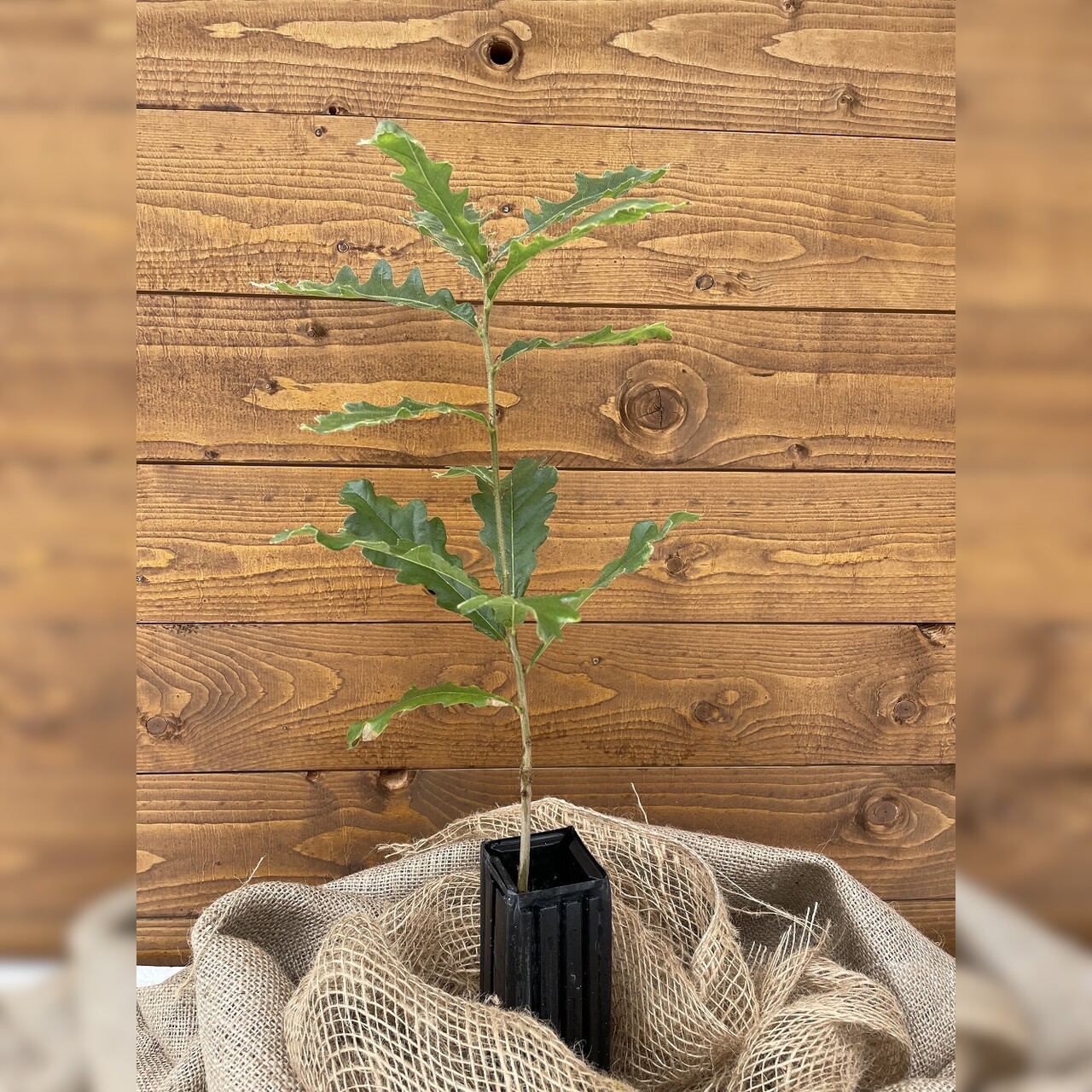 Trüffelbaum "Zerreiche"