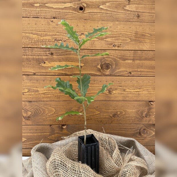 Trüffelbaum "Zerreiche"