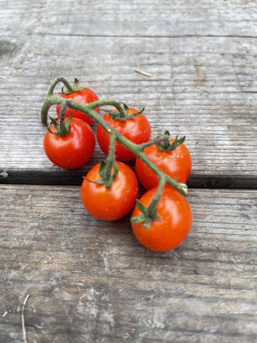 Tomate „Amore“ - BIO-Tomatensorte [samenfest]