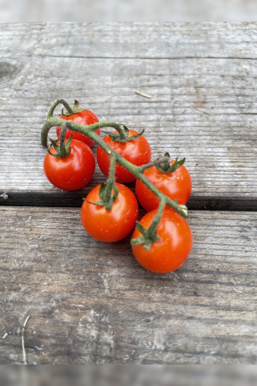 Tomate „Amore“ - BIO-Tomatensorte [samenfest]