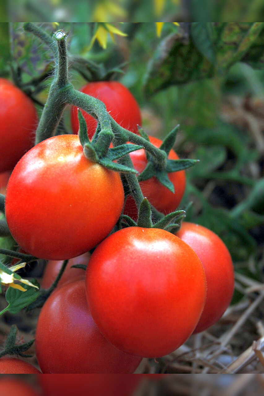 Anzucht-Set "Balkontomaten" [samenfest]