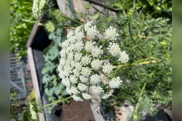Blume
