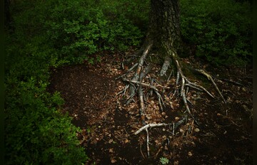 Fotokurs mit Fototour: Venner Moor