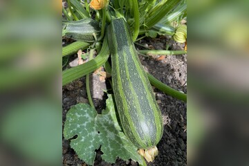 Zucchini "Cocozelle von Tripolis" - BIO-Samen [samenfest]