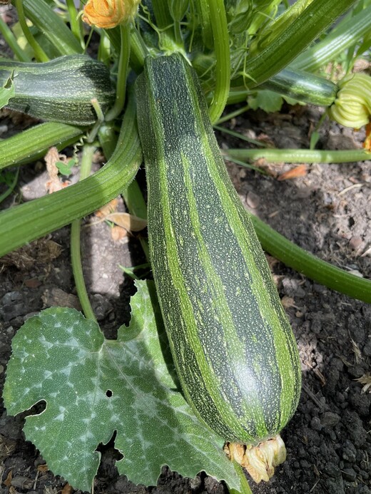 Zucchini "Cocozelle von Tripolis" - BIO-Samen [samenfest]