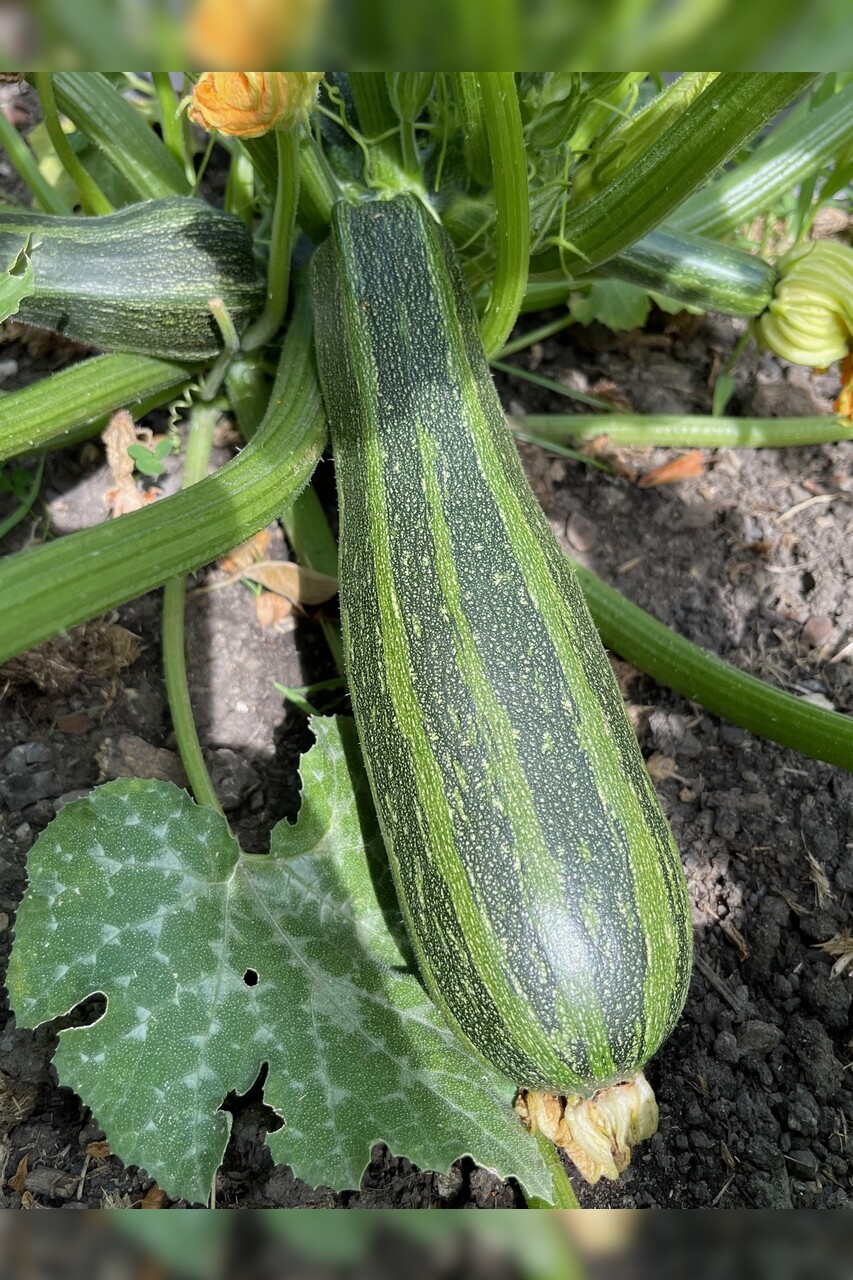 Zucchini "Cocozelle von Tripolis" - BIO-Samen [samenfest]