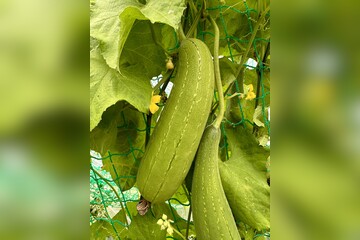 Schwammgurke "Luffa-Gurke" Bio-Freilandgurke (samenfest)