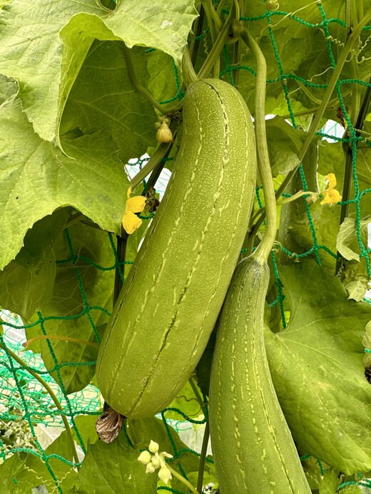 Schwammgurke "Luffa-Gurke" Bio-Freilandgurke (samenfest)