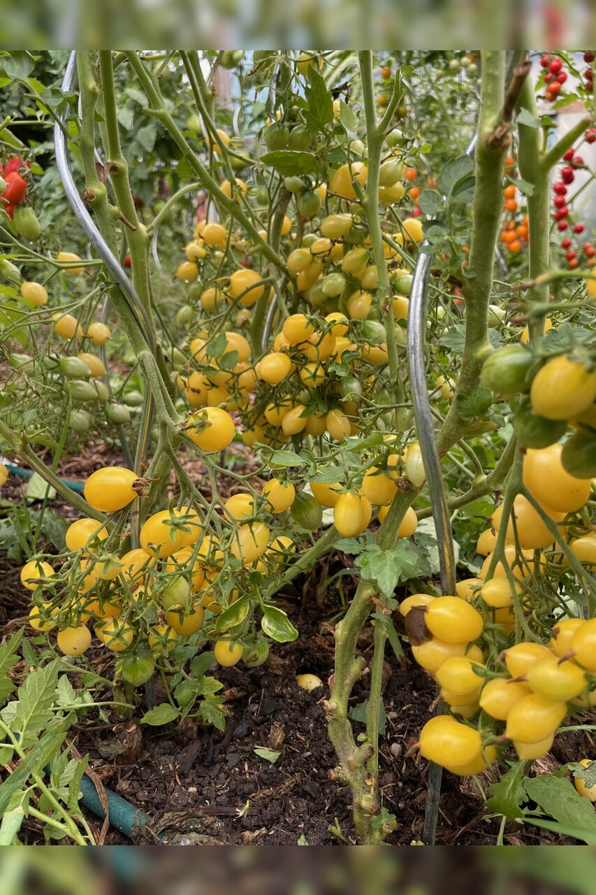 Tomate "Barry´s Crazy Cherry" - BIO-Tomatensorte [samenfest]