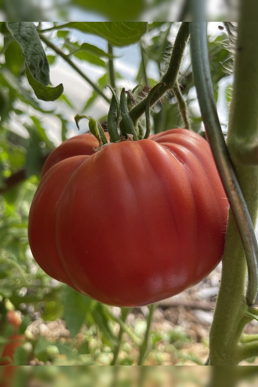 Tomate "Große aus dem Süden" - BIO-Tomatensorte [samenfest]