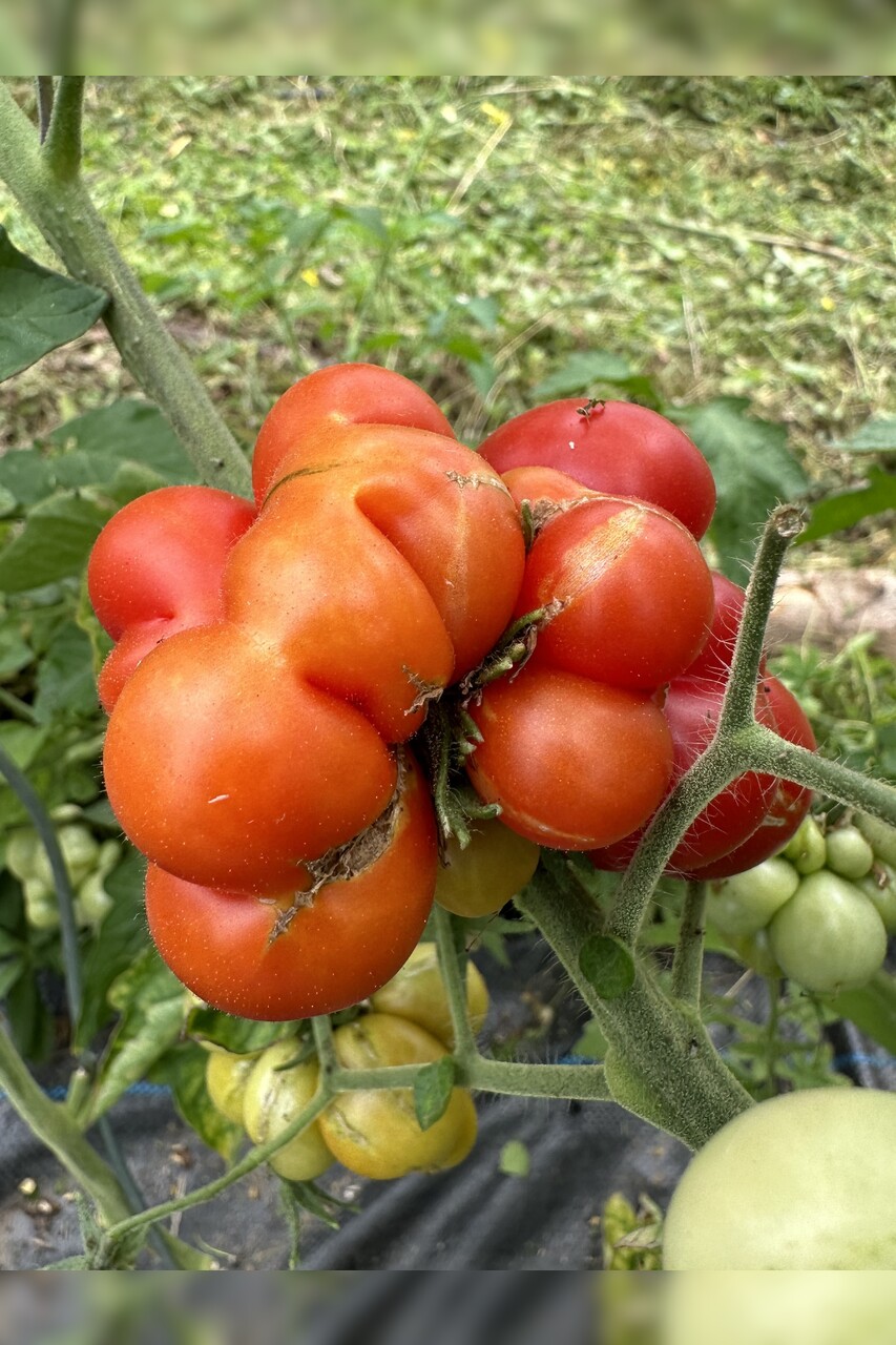 Tomate "Reisetomate" - BIO-Tomatensorte [samenfest]