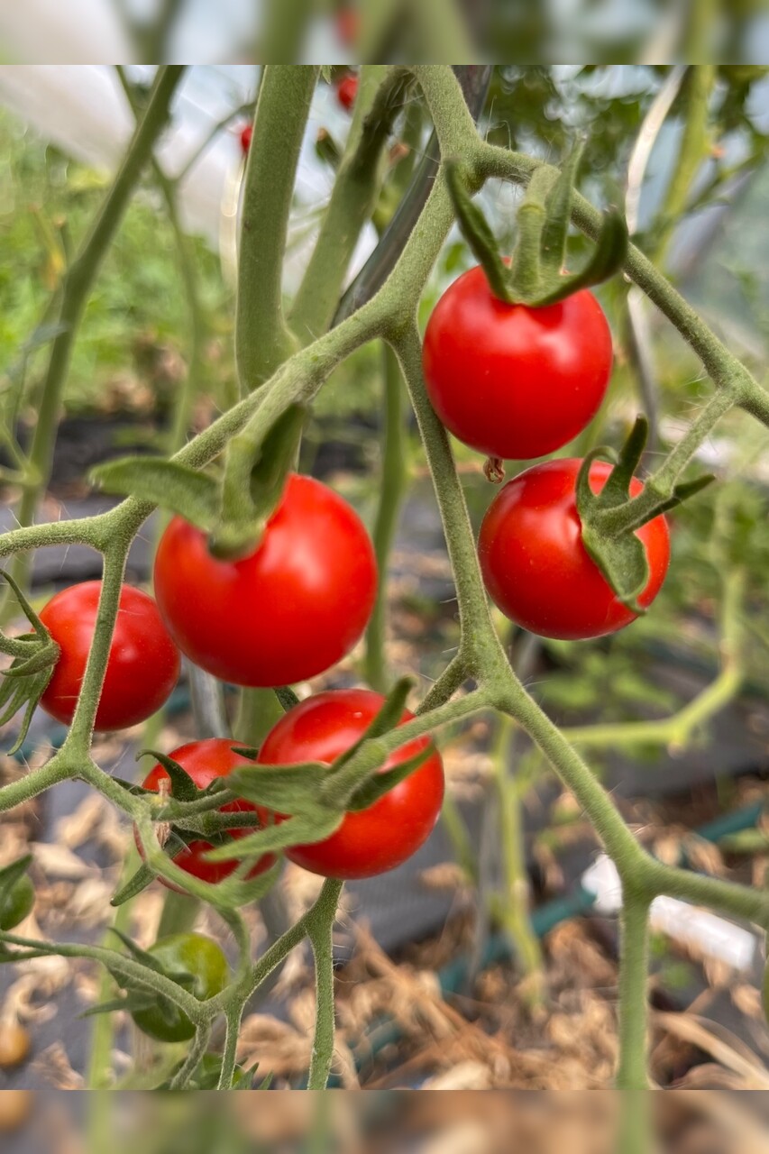 Tomate "Dicks Cherry" - BIO-Tomatensorte [samenfest]